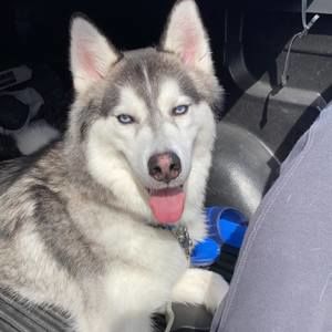 Meet your Posher, Veronica